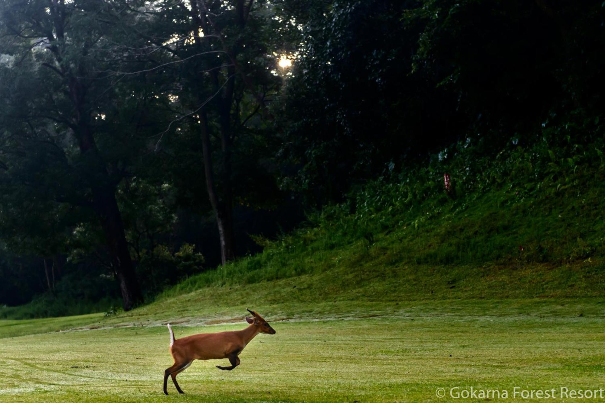 Gokarna Forest Resort Katmandu Dış mekan fotoğraf